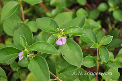 Impatiens minor var. hirsuta